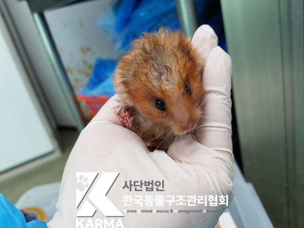 한국동물구조관리협회_441560202500315