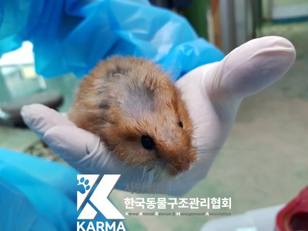 보호중 햄스터의 가…