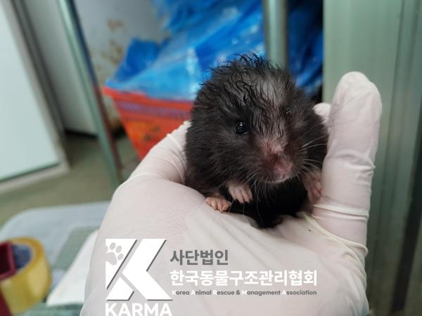 보호중 햄스터의 가…