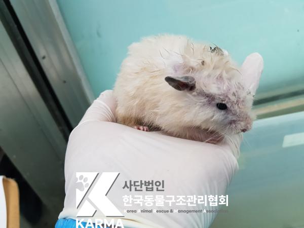 보호중 햄스터의 가…