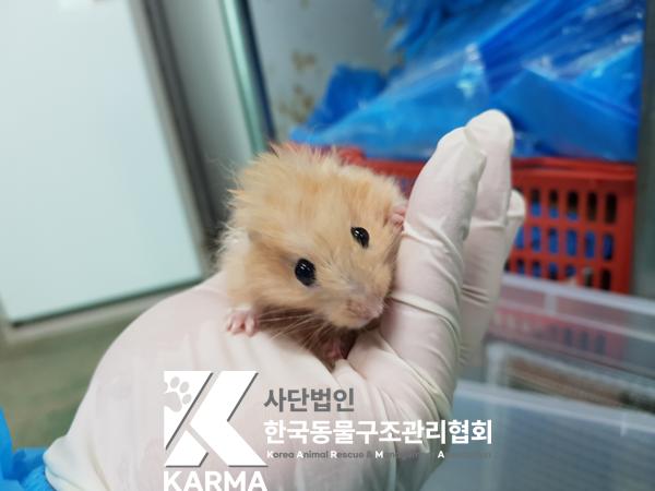 보호중 햄스터의 가…