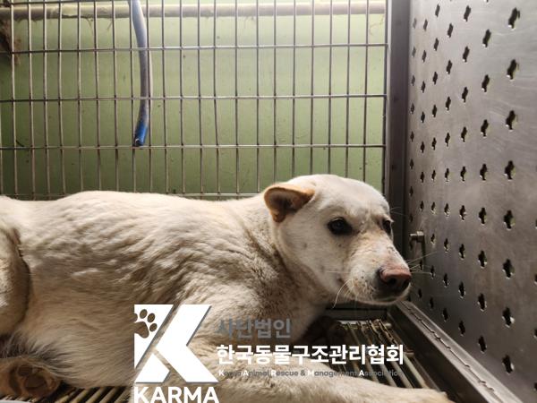 보호중 믹스견의 가…