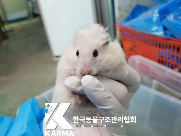 보호중 햄스터의 가…
