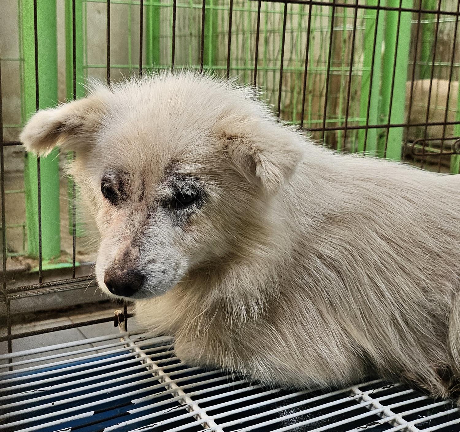 울산유기동물보호센터_431373202500281