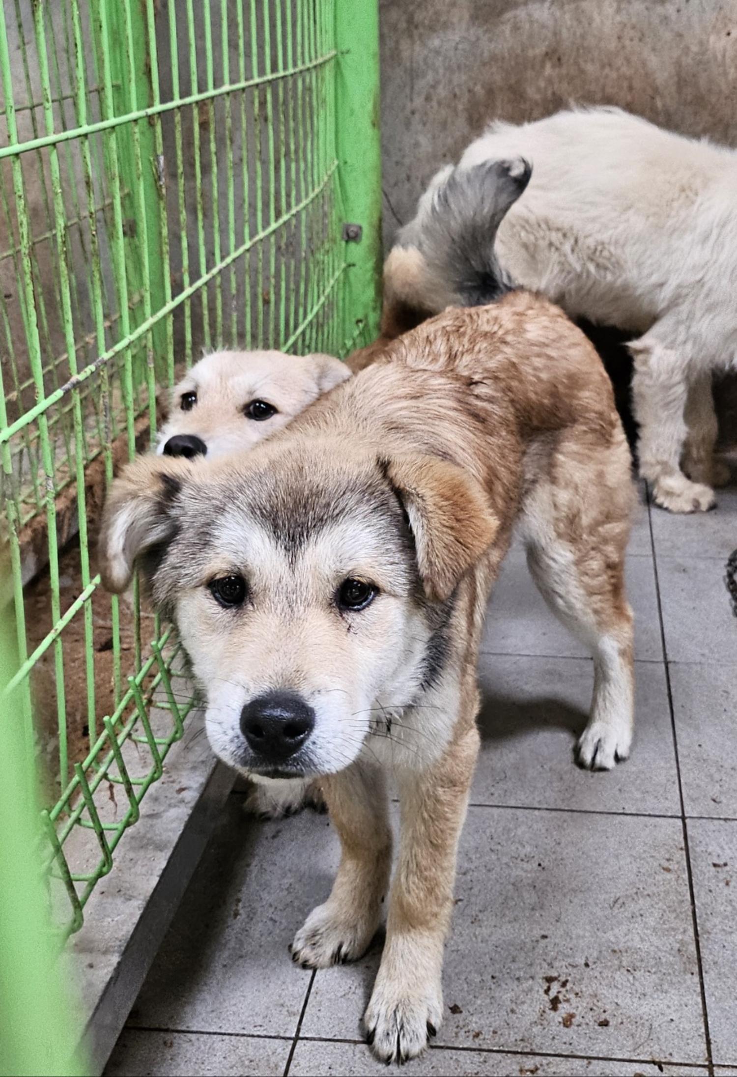 울산유기동물보호센터_431373202500283