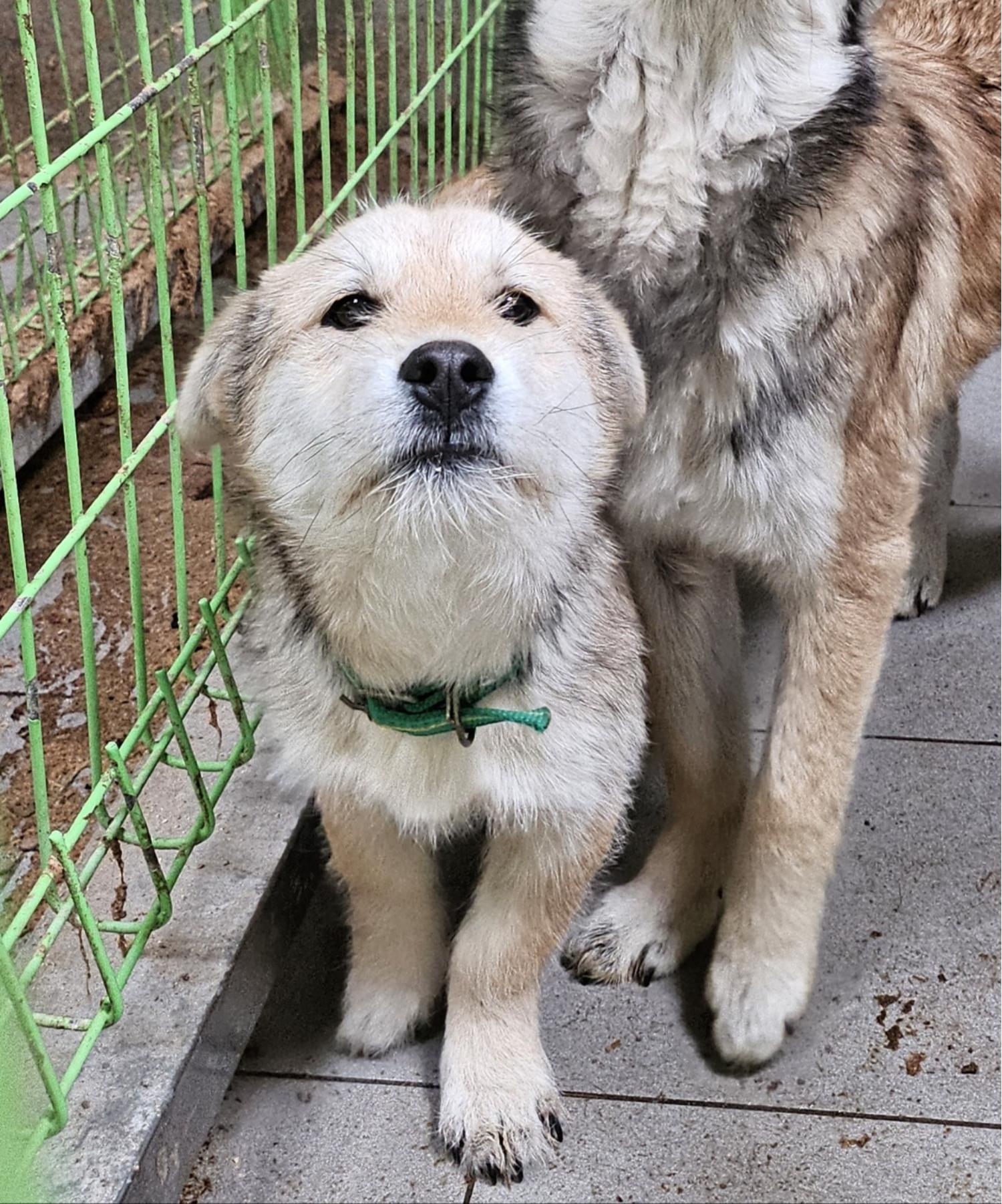 울산유기동물보호센터_431373202500284