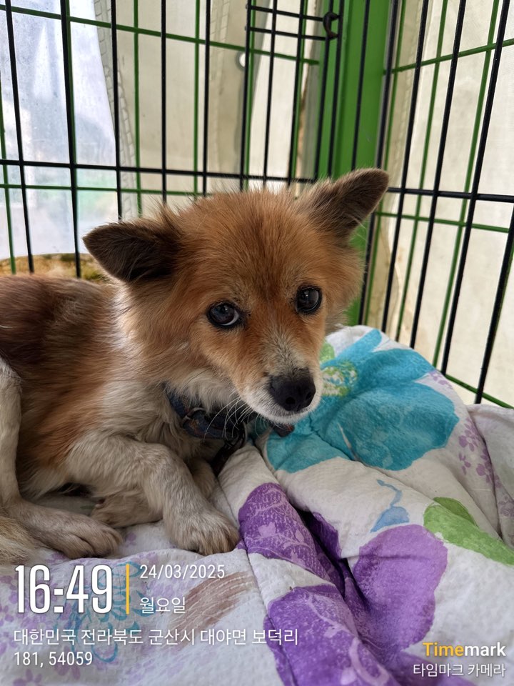 군산유기동물보호센터_445467202500318