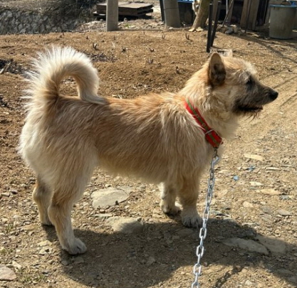 점곡동물보호센터_447516202500053