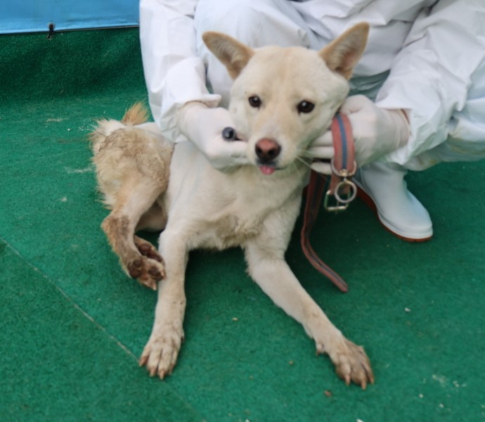 제주 동물보호센터_450650202500629