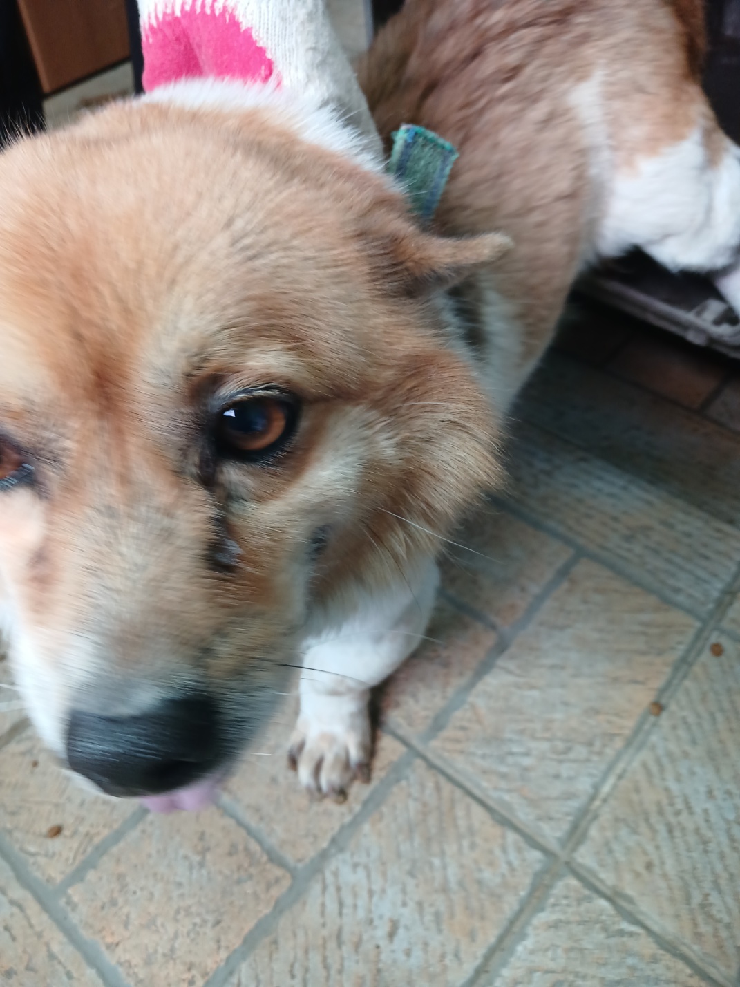 영주시 동물보호센터_447509202500086