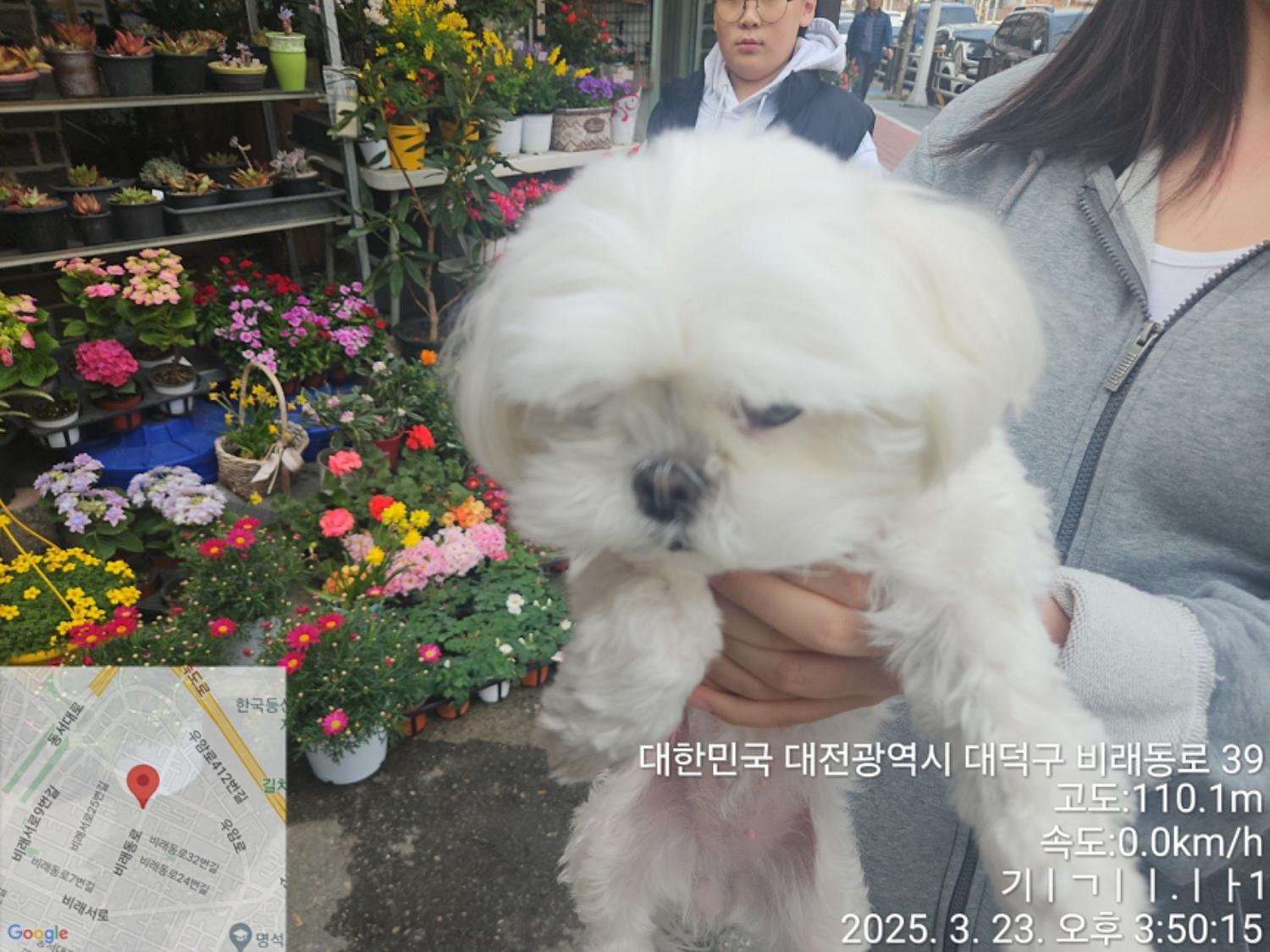 보호중 말티즈의 가…