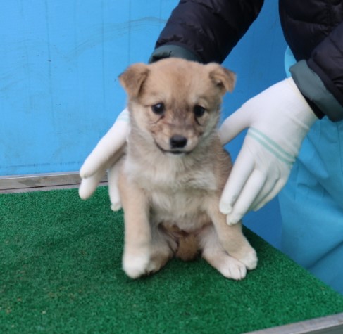 제주 동물보호센터_450650202500626