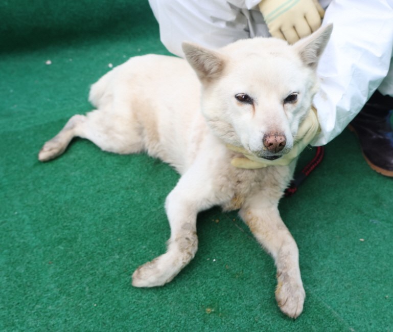 제주 동물보호센터_450650202500637