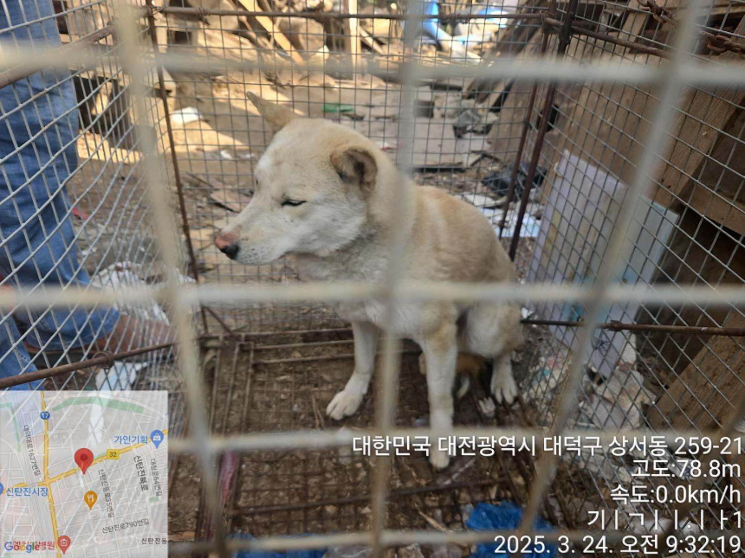보호중 믹스견의 가…