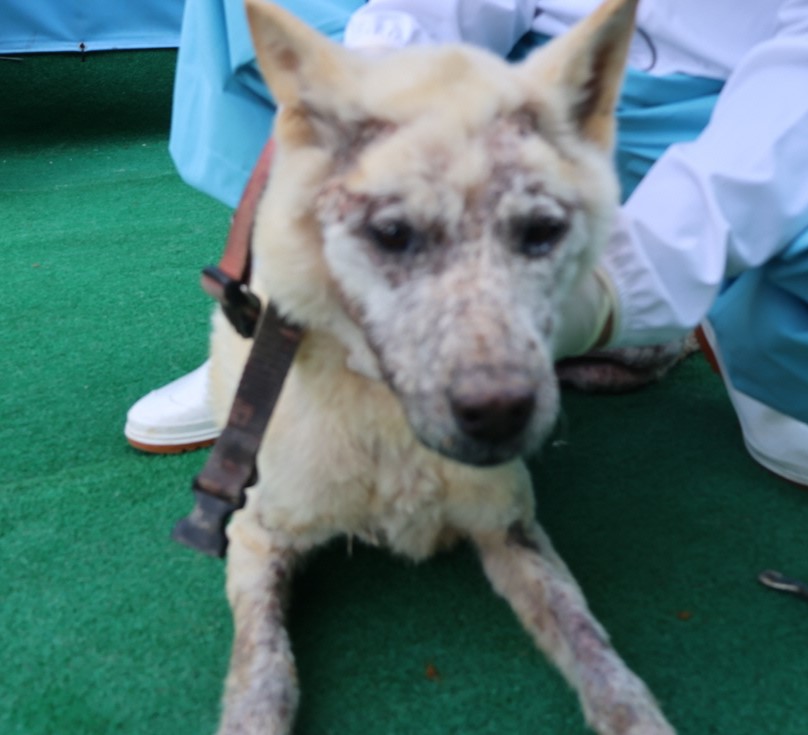 제주 동물보호센터_450650202500628