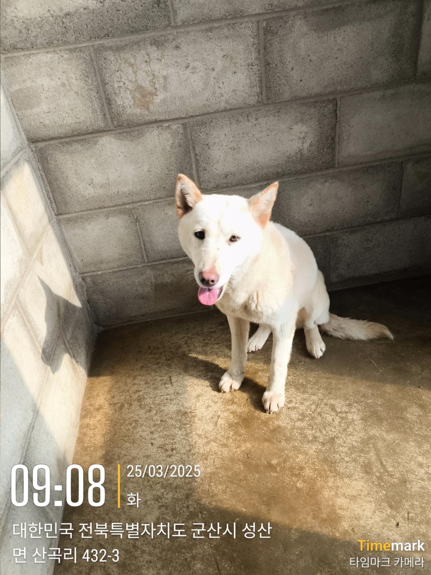군산유기동물보호센터_445467202500319