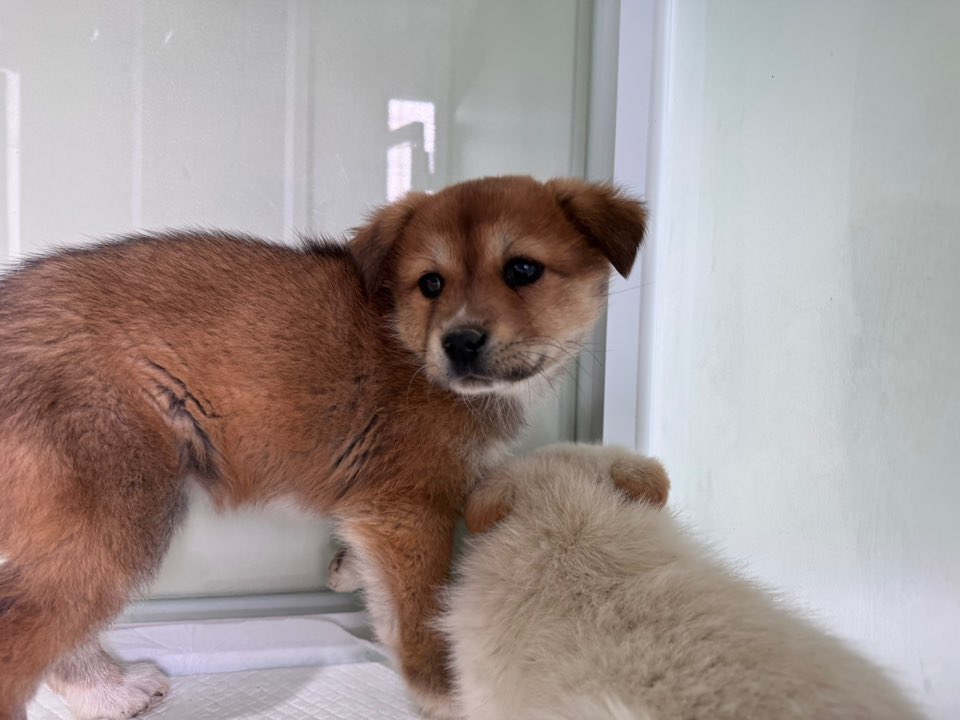 상주시 동물보호센터_447511202500250