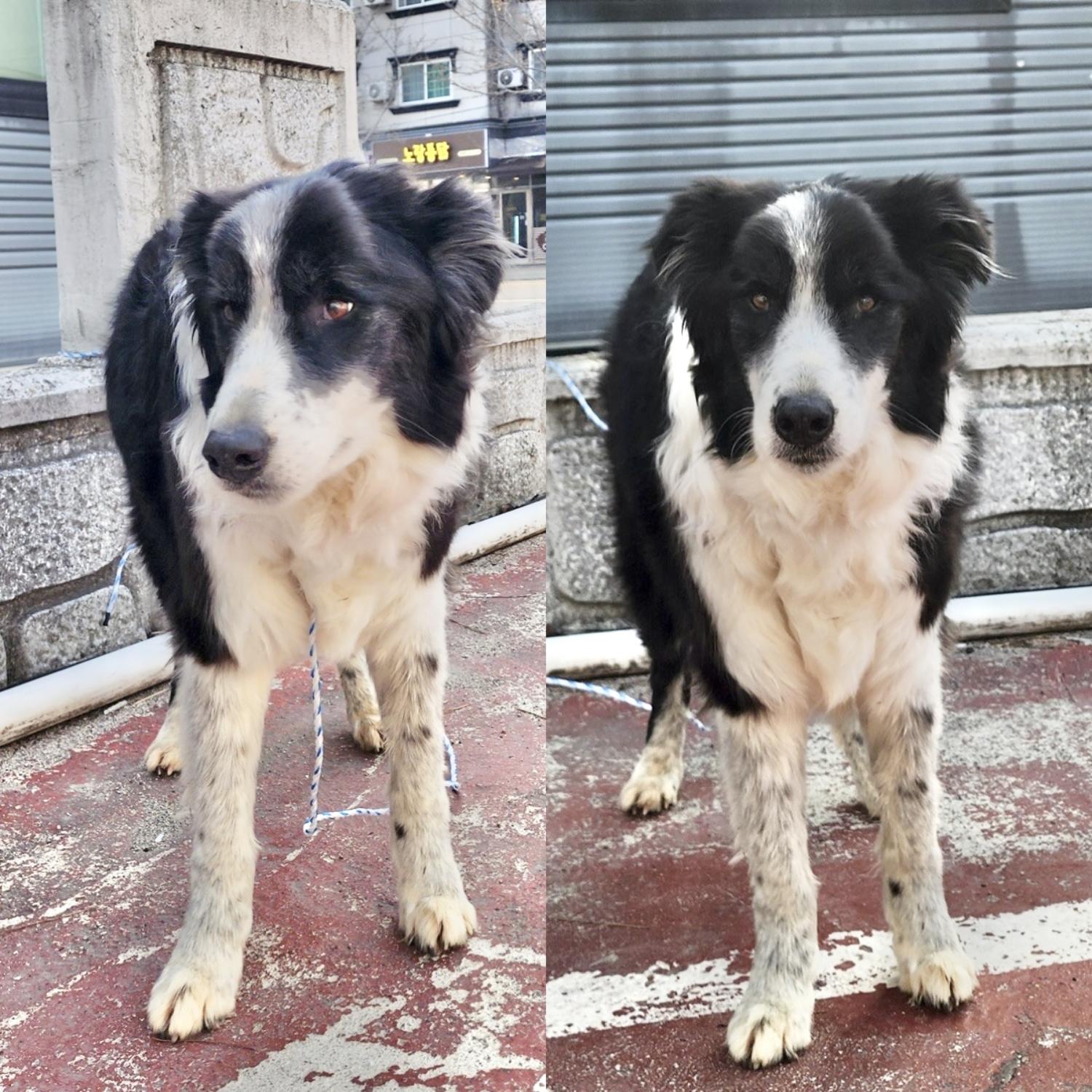 경주동물사랑보호센터_447505202500252