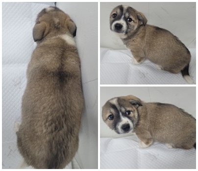 논산시 동물보호센터_444454202500331