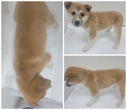 논산시 동물보호센터_444454202500327