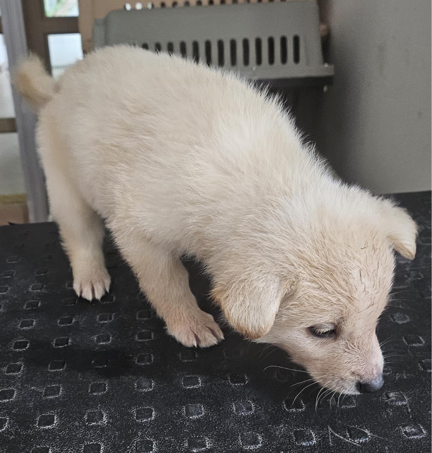 울진군동물보호센터_447525202500111