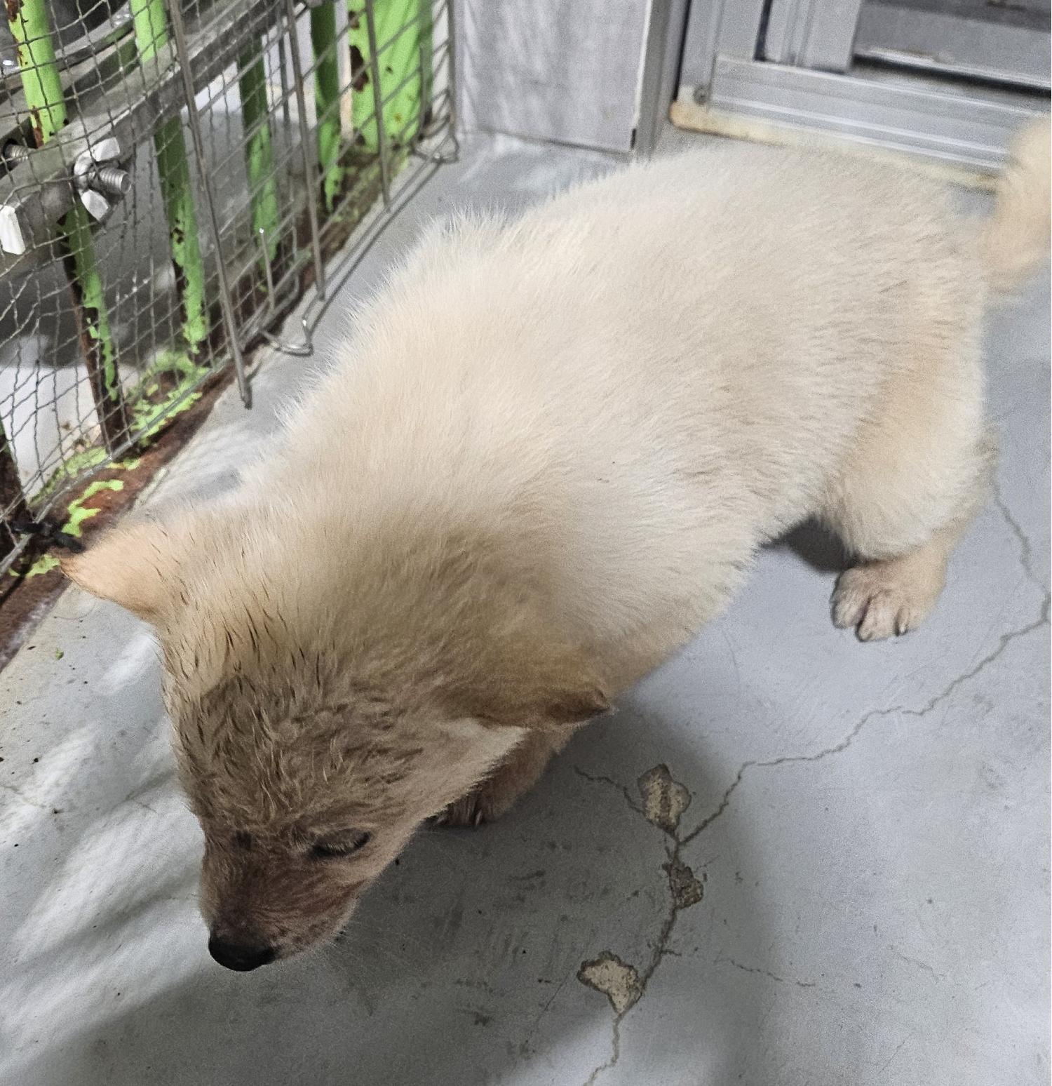 울진군동물보호센터_447525202500112