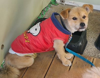 영천유기동물보호센터_447510202500214