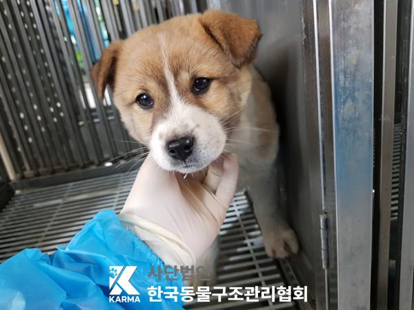 한국동물구조관리협회_441414202500114