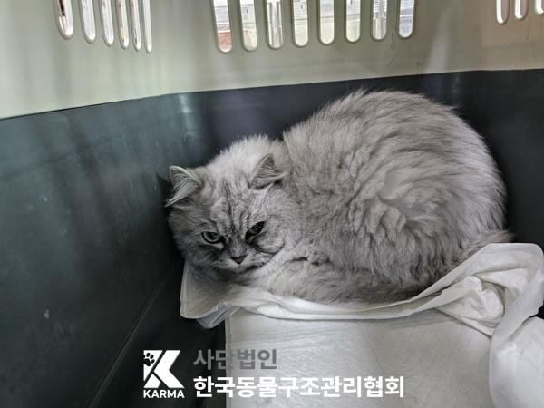 보호중 페르시안-페…