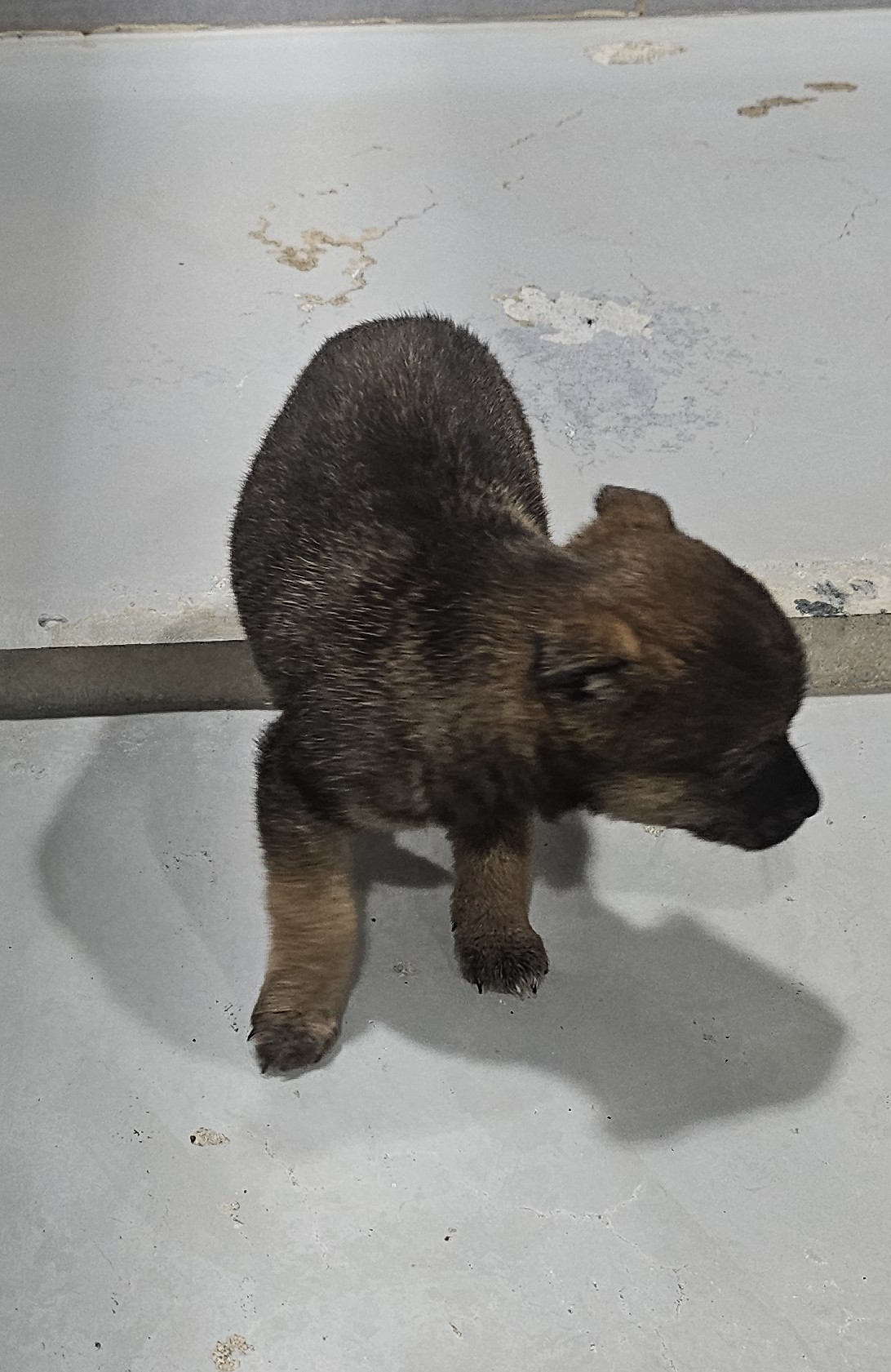 울진군동물보호센터_447525202500116