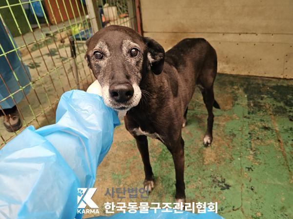 한국동물구조관리협회_411323202500261