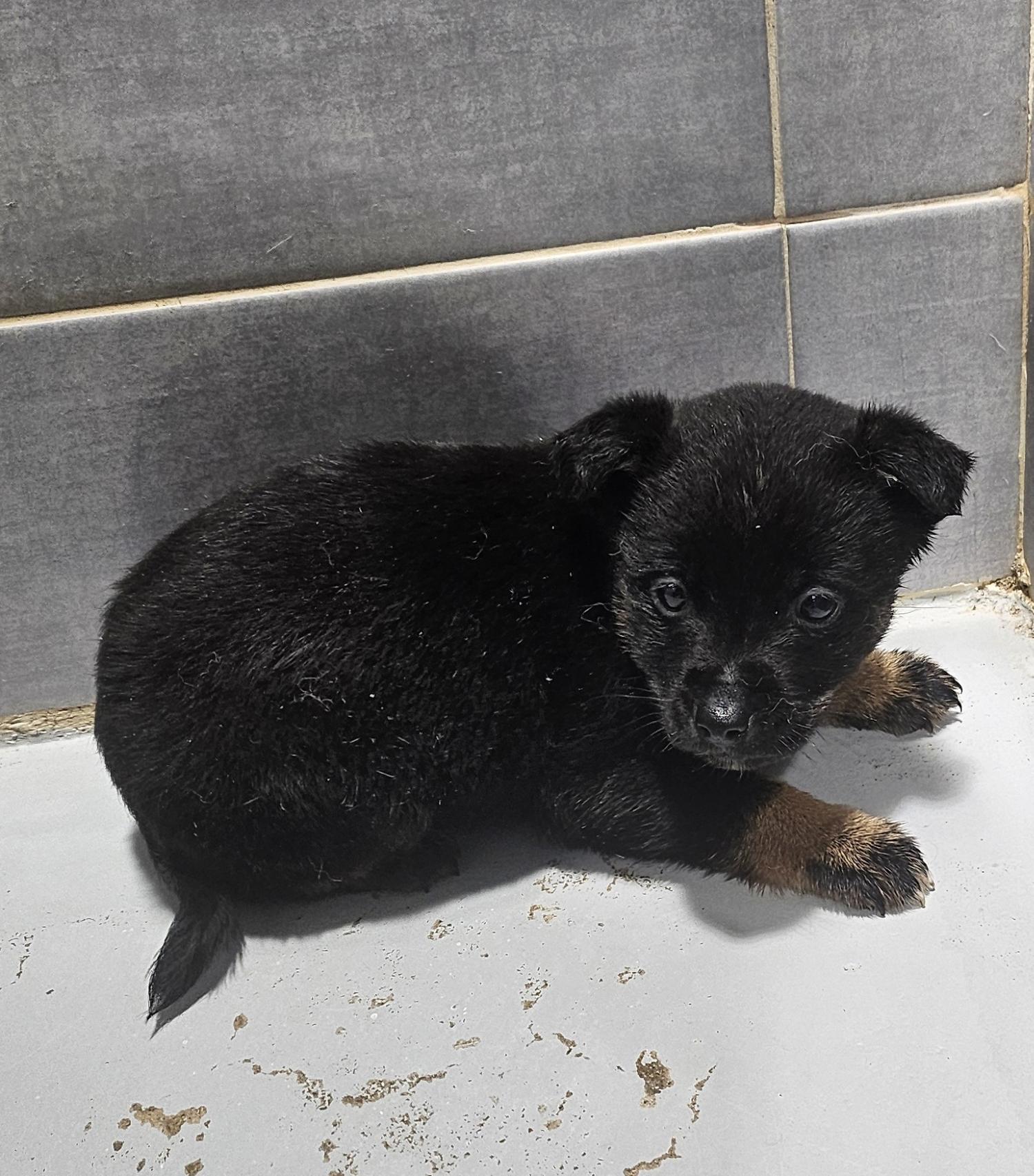 울진군동물보호센터_447525202500117