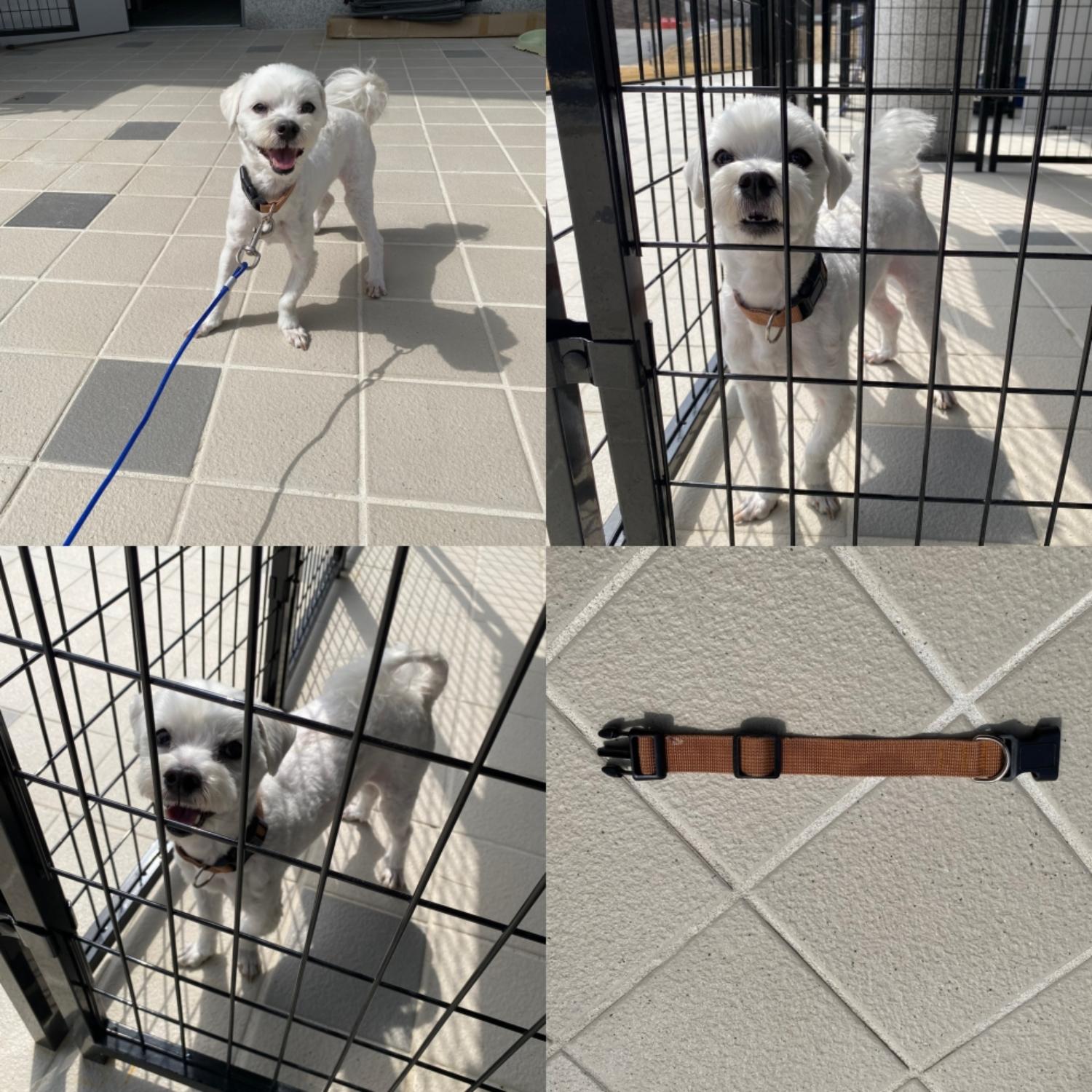 구미시 동물보호센터_447508202500439