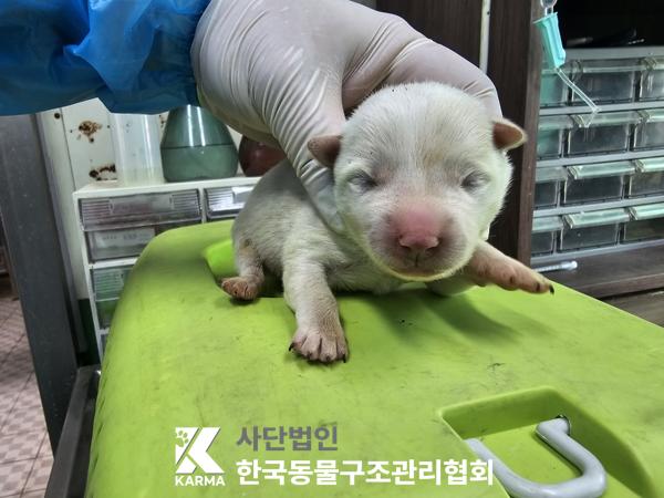 한국동물구조관리협회_441409202500381