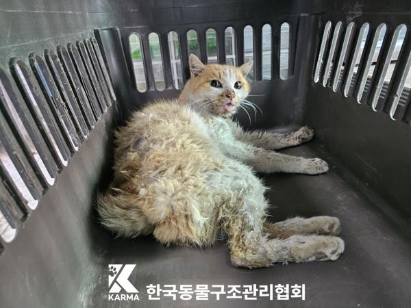 한국동물구조관리협회_441560202500333