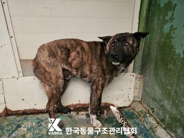 한국동물구조관리협회_441560202500331