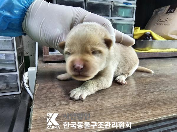 한국동물구조관리협회_441409202500382