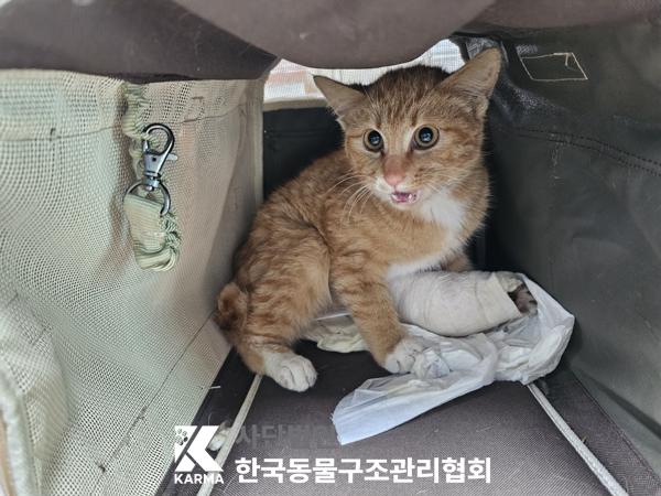 한국동물구조관리협회_411317202500089