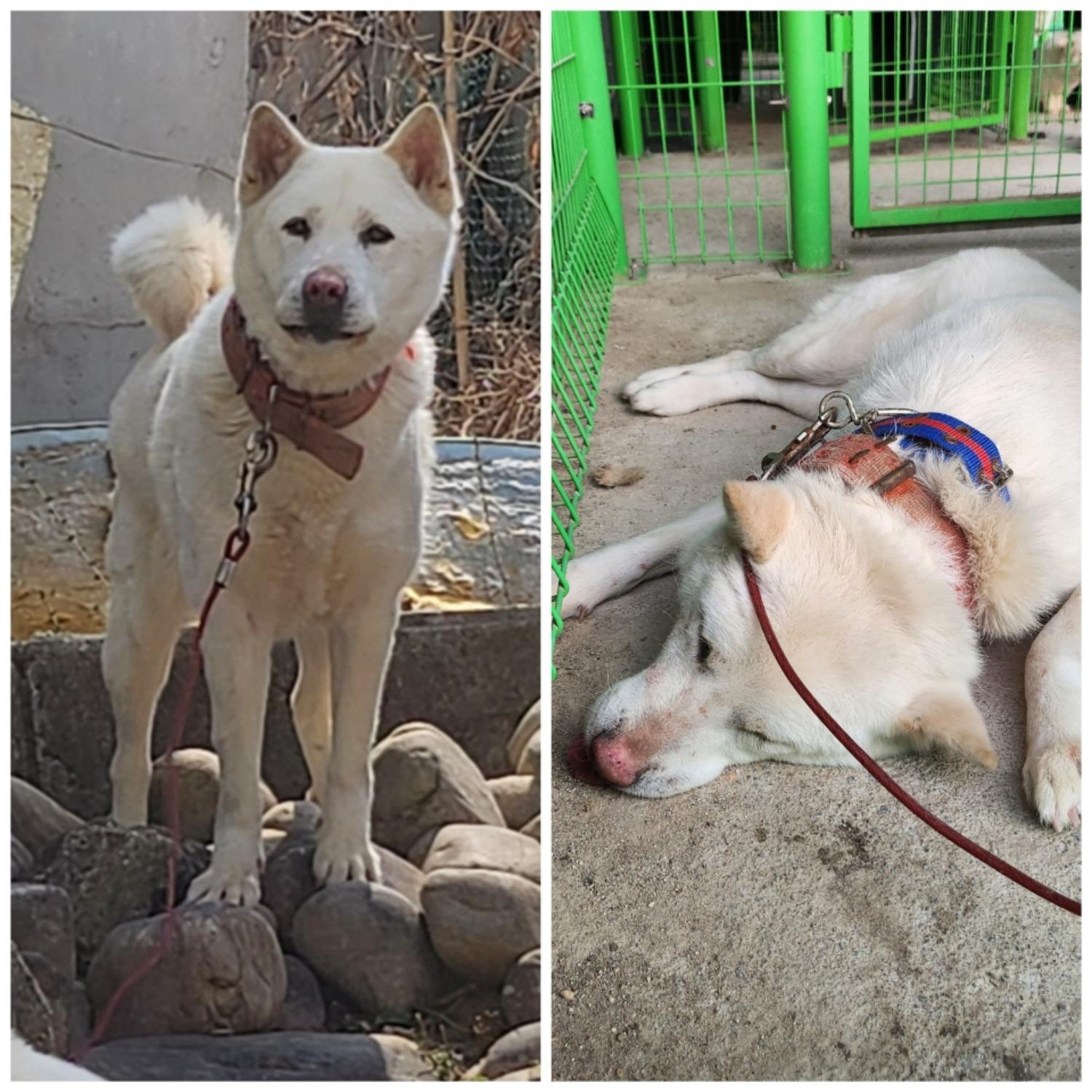 예산임시동물보호센터_444461202500046