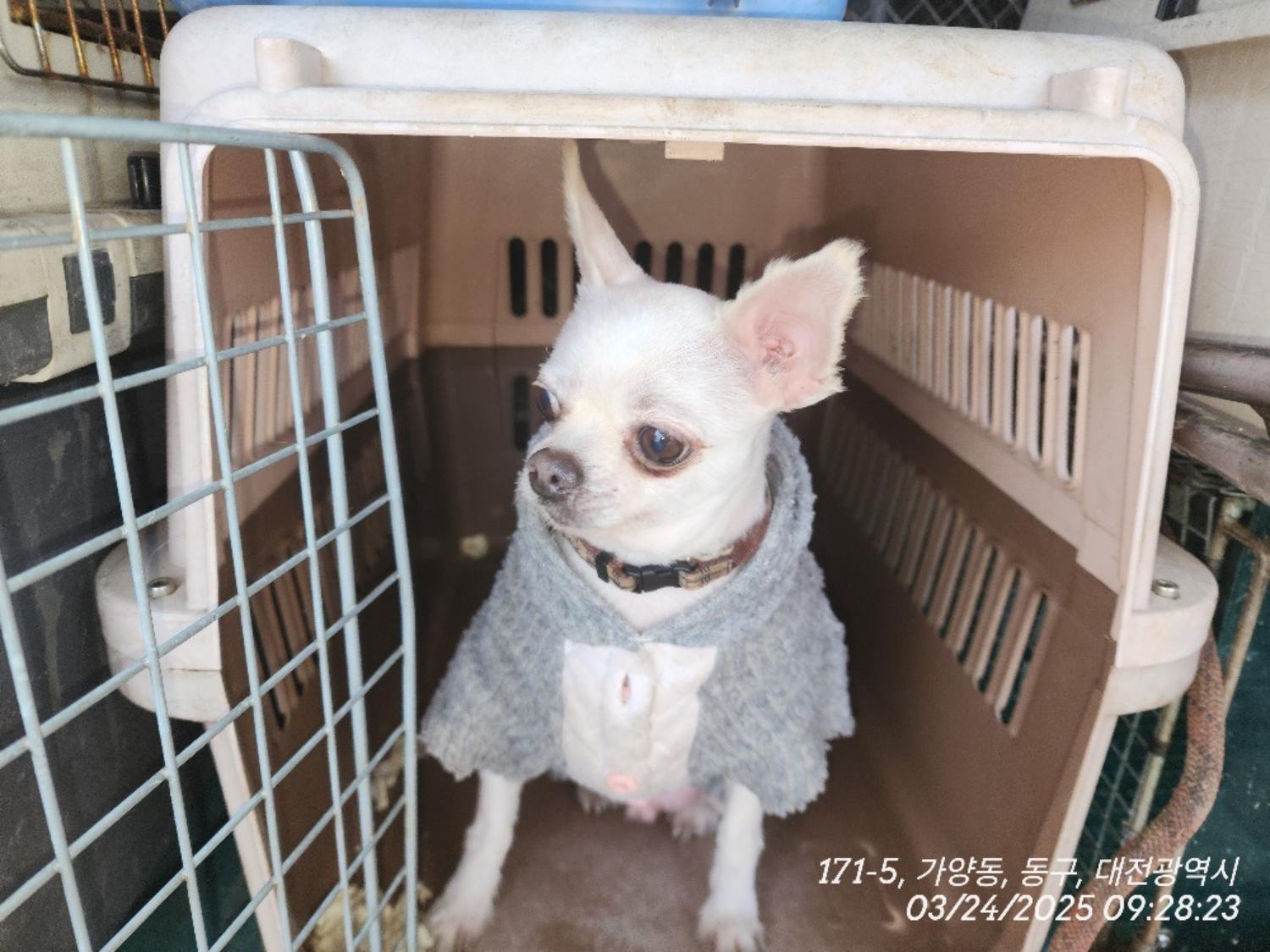 대전동물보호센터_430364202500065