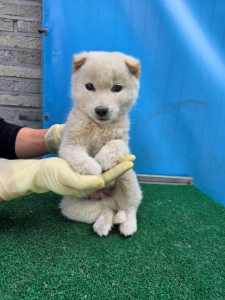 제주 동물보호센터_450650202500653