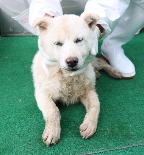 제주 동물보호센터_450650202500655