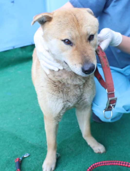 제주 동물보호센터_450650202500659