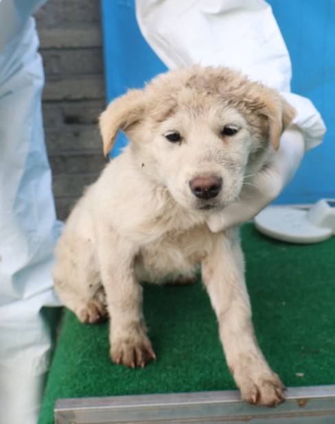 제주 동물보호센터_450650202500664