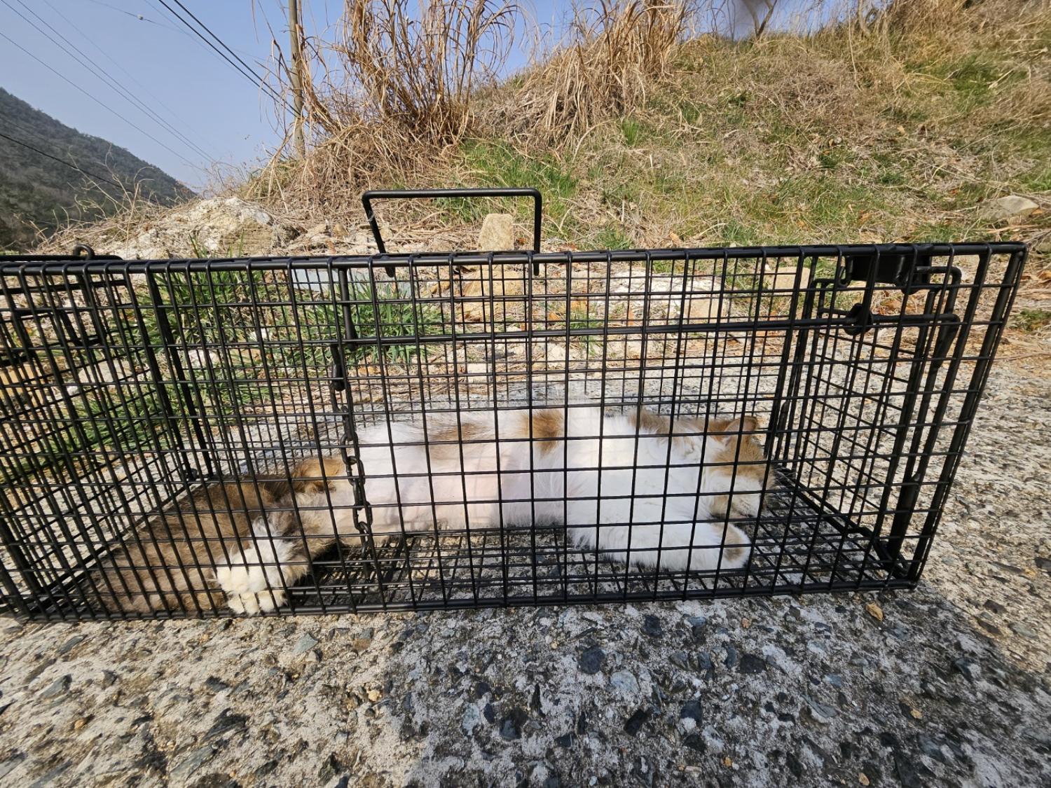 종료(안락사) 한국…