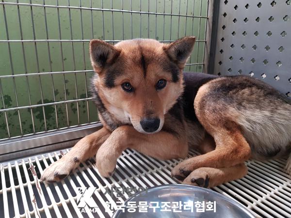 종료(안락사) 믹스…