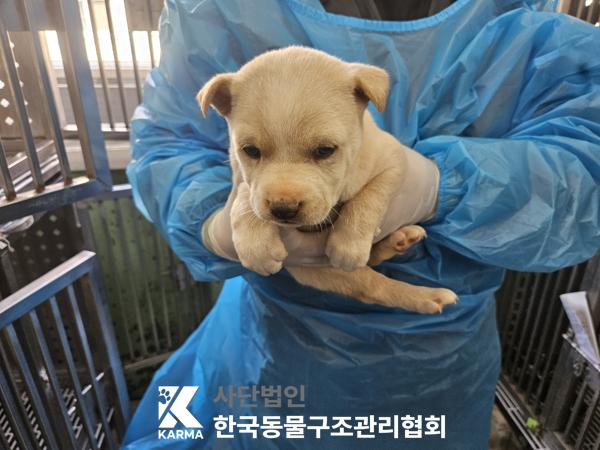 종료(안락사) 믹스…