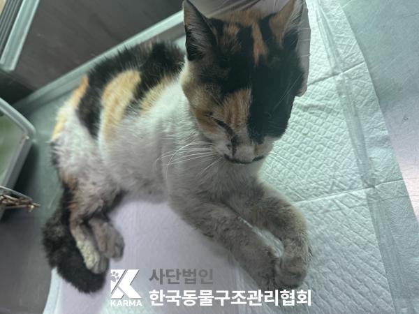 종료(자연사) 한국…