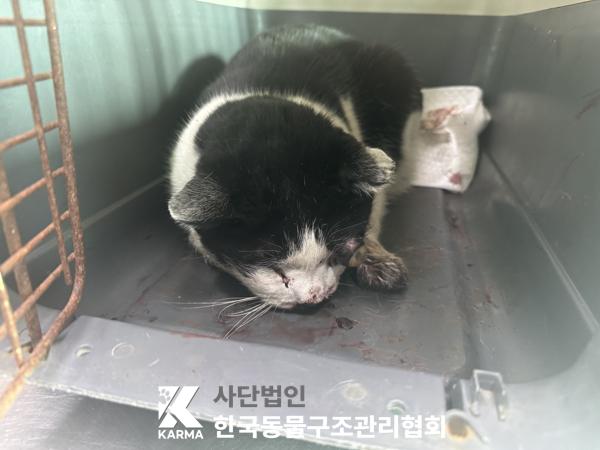 한국동물구조관리협회_411307202500021