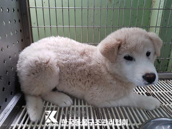 한국동물구조관리협회_441409202500390